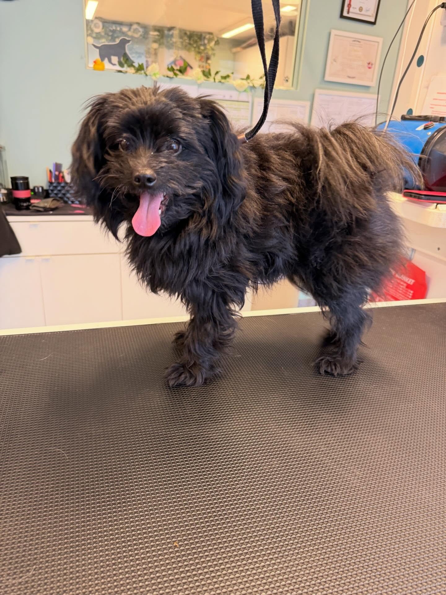 Lalala 🤩🤩🥳🥳🥳🐕🐕🐕🐩🐩🐕&zwj;🦺❤️❤️❤️