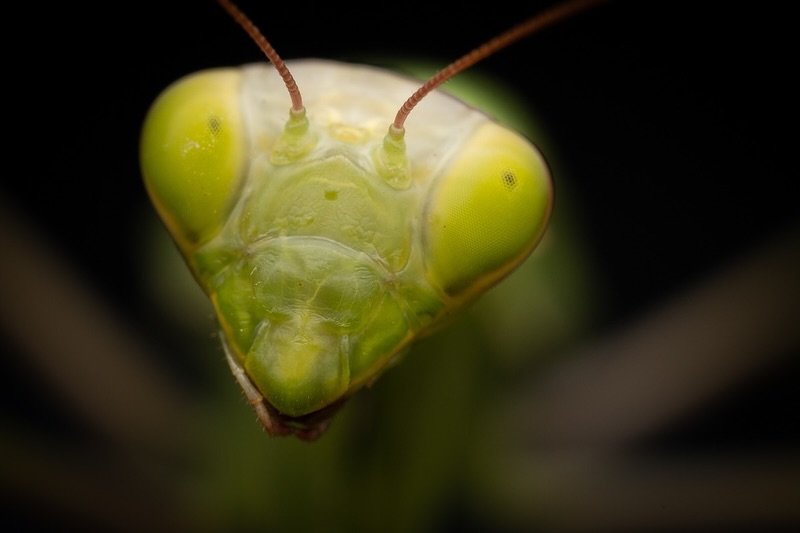 Portrait einer Gottesanbeterin, oder ist es doch eine andere Lebensform? 😃 Es gibt sie in verschiedenen Farben, von braun bis gr&uuml;n. Manche sind auch gelblich oder fast schwarz. Eine Tierart, die sich in Deutschland aktuell recht schnell ausbrei
