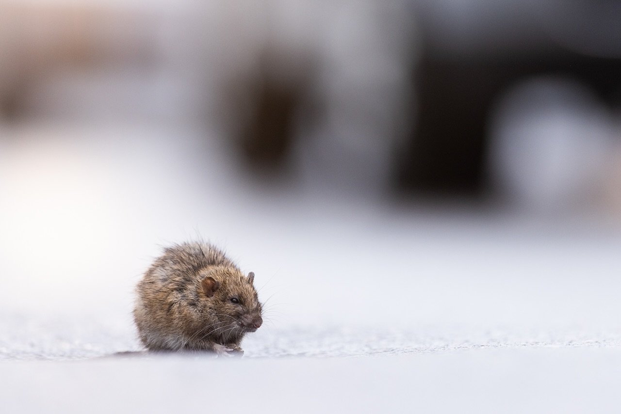 Auch Wanderratten geh&ouml;ren zur heimischen Natur. Sie k&ouml;nnen eine enorme Gr&ouml;&szlig;e annehmen und sind wahre &Uuml;berlebensk&uuml;nstler. 

#ratte #rat #wanderratte #cuteanimals #wildlife