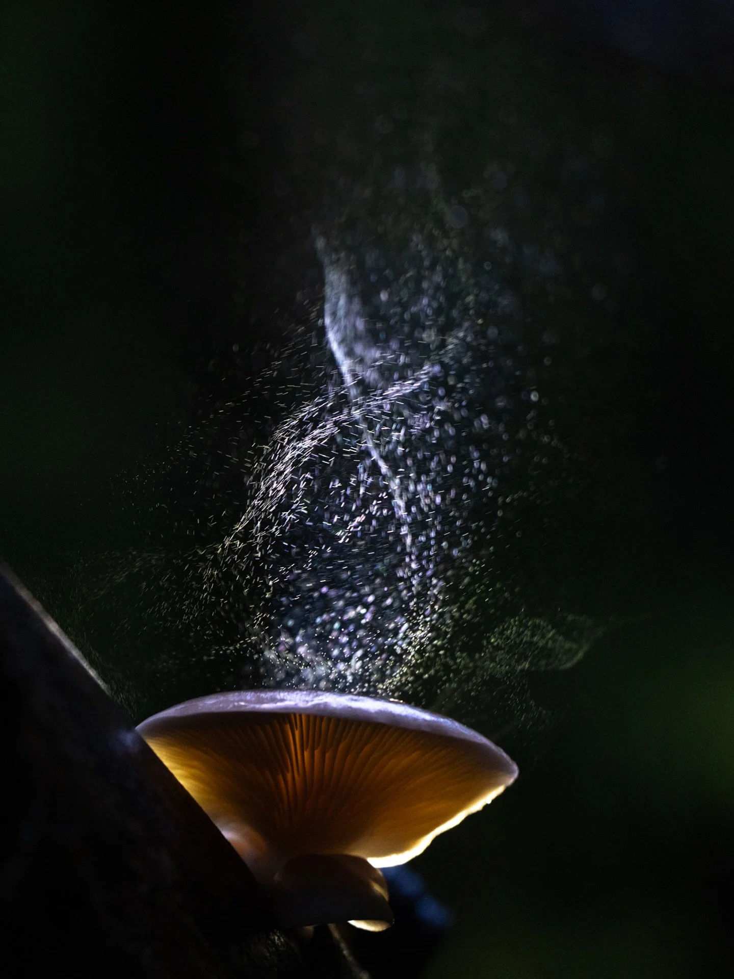 Was war das f&uuml;r eine wundervolle Nacht, als @o_livie_ka und ich den Sporenflug der Pilze fotografieren. Ein unvergessliches Erlebnis! 😊

#pilze #natur #garten #fotografie #photo