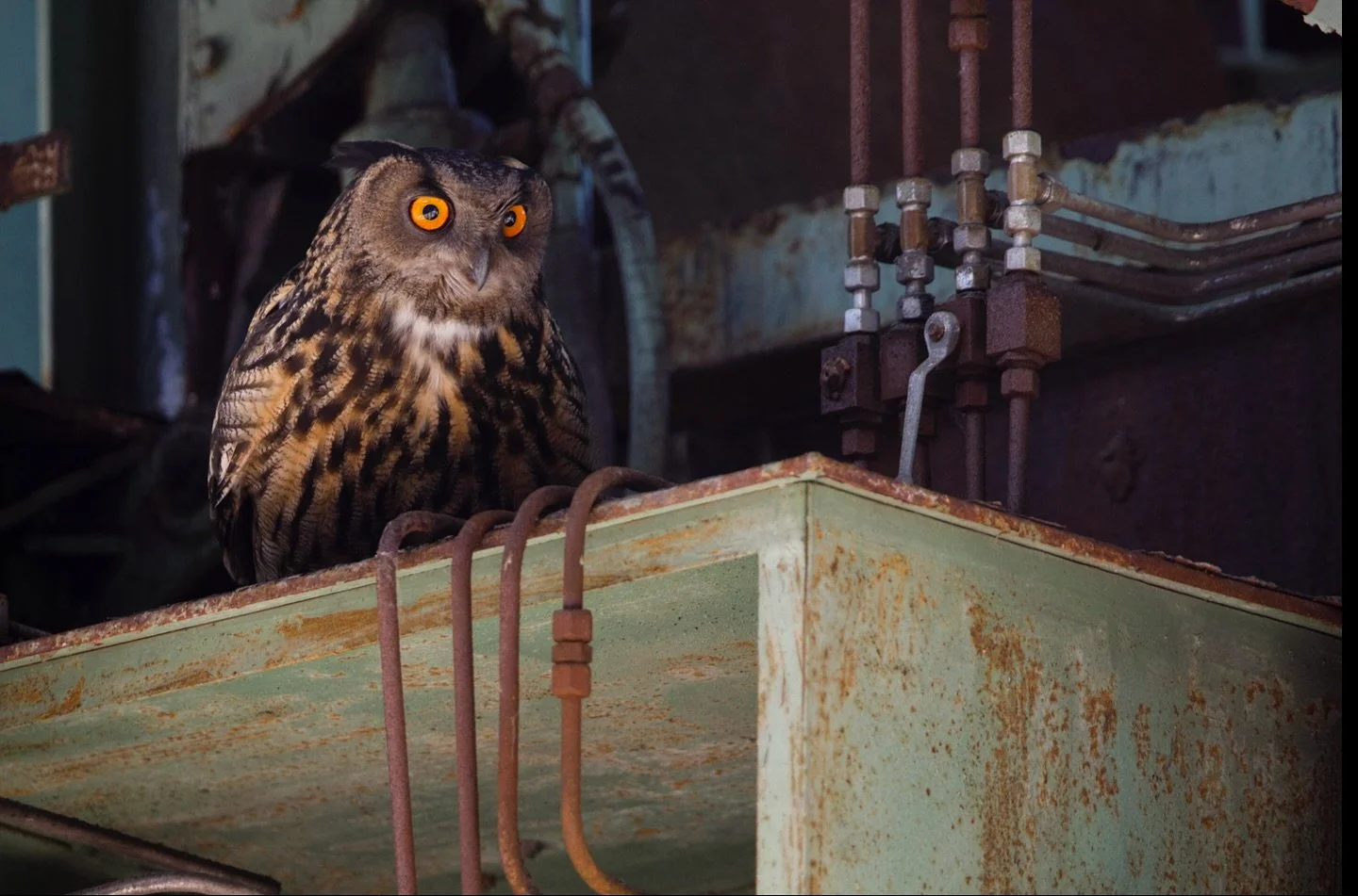 Uhus (Bubo bubo) in urbanen Lebensr&auml;umen &ndash; Anpassungsf&auml;higkeit eines Top-Pr&auml;dators!
Immer h&auml;ufiger besiedeln Uhus st&auml;dtische Strukturen wie Industrieanlagen und Kirchen, ein bemerkenswertes Beispiel f&uuml;r urbane Habi