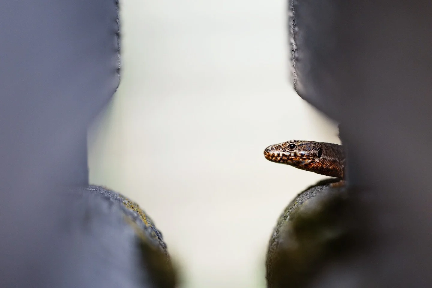 Eine wundersch&ouml;ne Mauereidechse schaut aus ihrem Versteck heraus. :)

#mauereidechse #natur #garten #macro #fotografie #wildlife