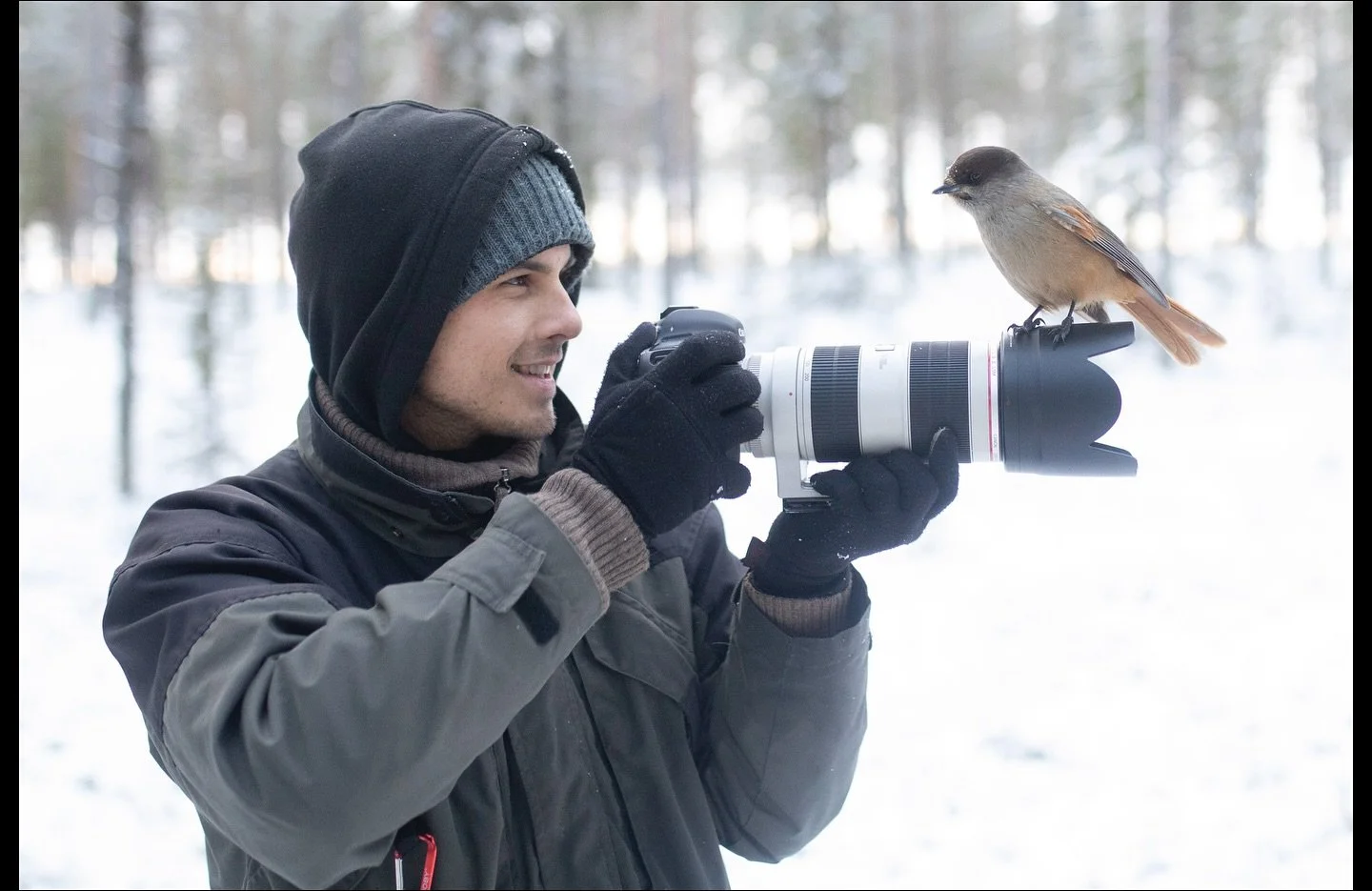 Eine der sch&ouml;nsten Vogelarten, mit denen ich arbeiten durfte (als Biologe und Fotograf), ist der Ungl&uuml;cksh&auml;her. Die Tiere leben im hohen Norden und sammeln jetzt im Herbst Wintervorr&auml;te an. Sie sind bekannt f&uuml;r ihre zutraulic