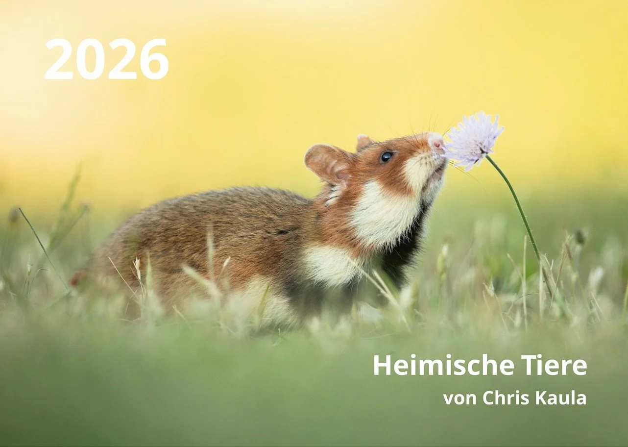 Habt ihr Lust auf heimische Tiere, die euch ein Jahr begleiten? Mein Kalender ist in A2 gedruckt (circa 60x40) und zeigt ausschlie&szlig;lich Tiere der heimischen Natur. Bestellen k&ouml;nnt ihr ihn direkt bei mir. Schreibt mir einfach eine Pn oder M