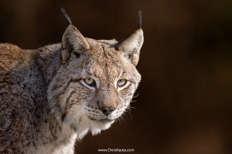 Aktuell arbeite ich an meinem gr&ouml;&szlig;ten Projekt zu heimischen Wildtieren und auch der Luchs nimmt dabei eine wichtige Rolle ein. Einige Bilder k&ouml;nnt ihr aber auch schon jetzt in meinem neuen Buch sehen. Mehr dazu in meiner Story :)

#lu