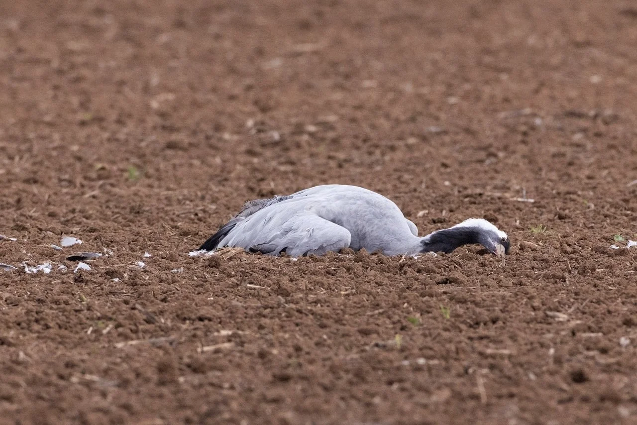 Keine sch&ouml;nen Bilder... 
Die Vogelgrippe grassiert und tausende Kraniche raffen dahin. Aber nicht nur sie, auch G&auml;nse, Schw&auml;ne sowie St&ouml;rche haben sich bereits infiziert und sterben ebenfalls. Viele Aasfresser wie Kr&auml;hen und 