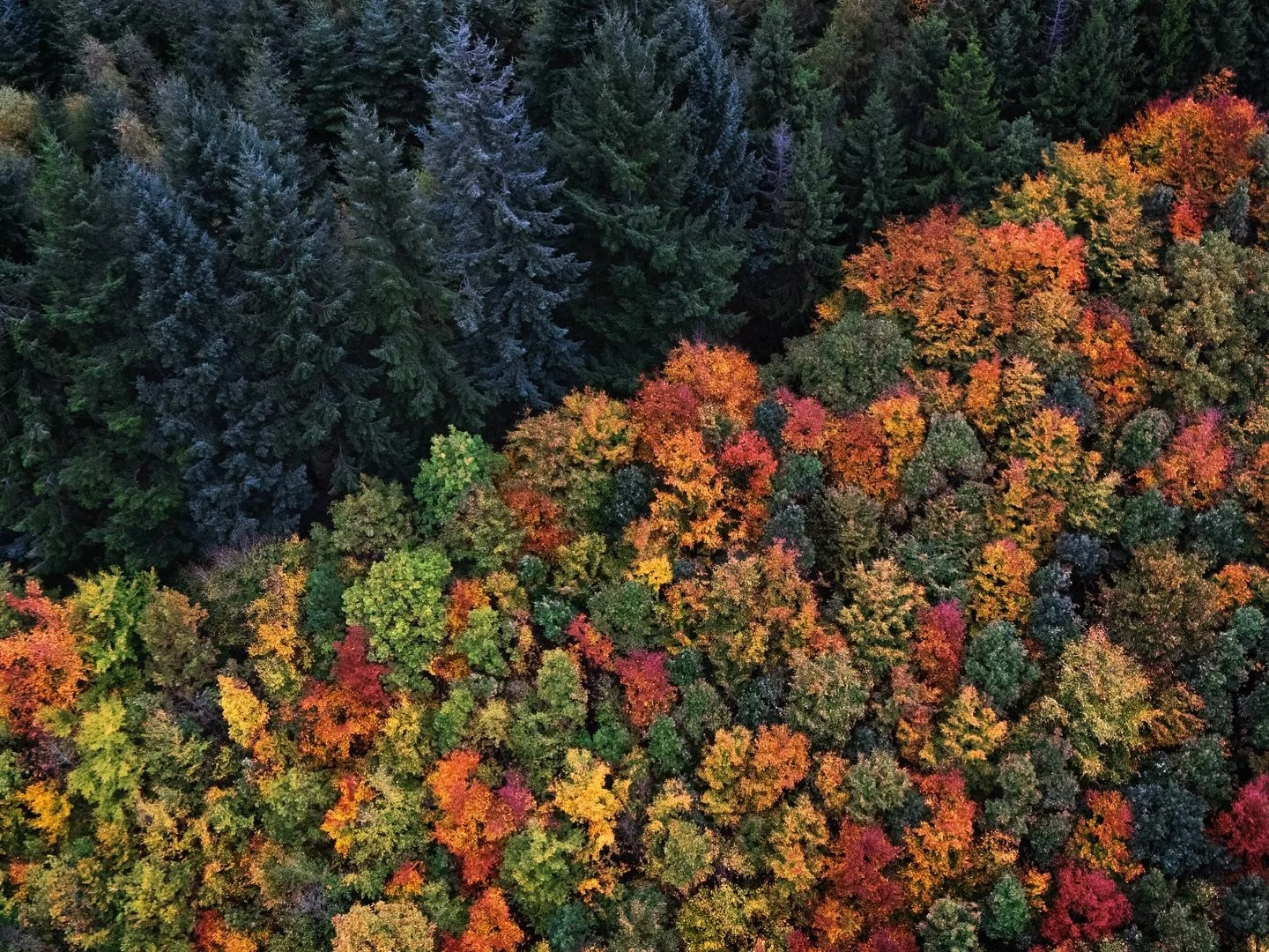 Der Herbst ist da :)
Welche Herbstmotive habt ihr schon fotografiert?

#herbst #fall #natur #fotografie #wald