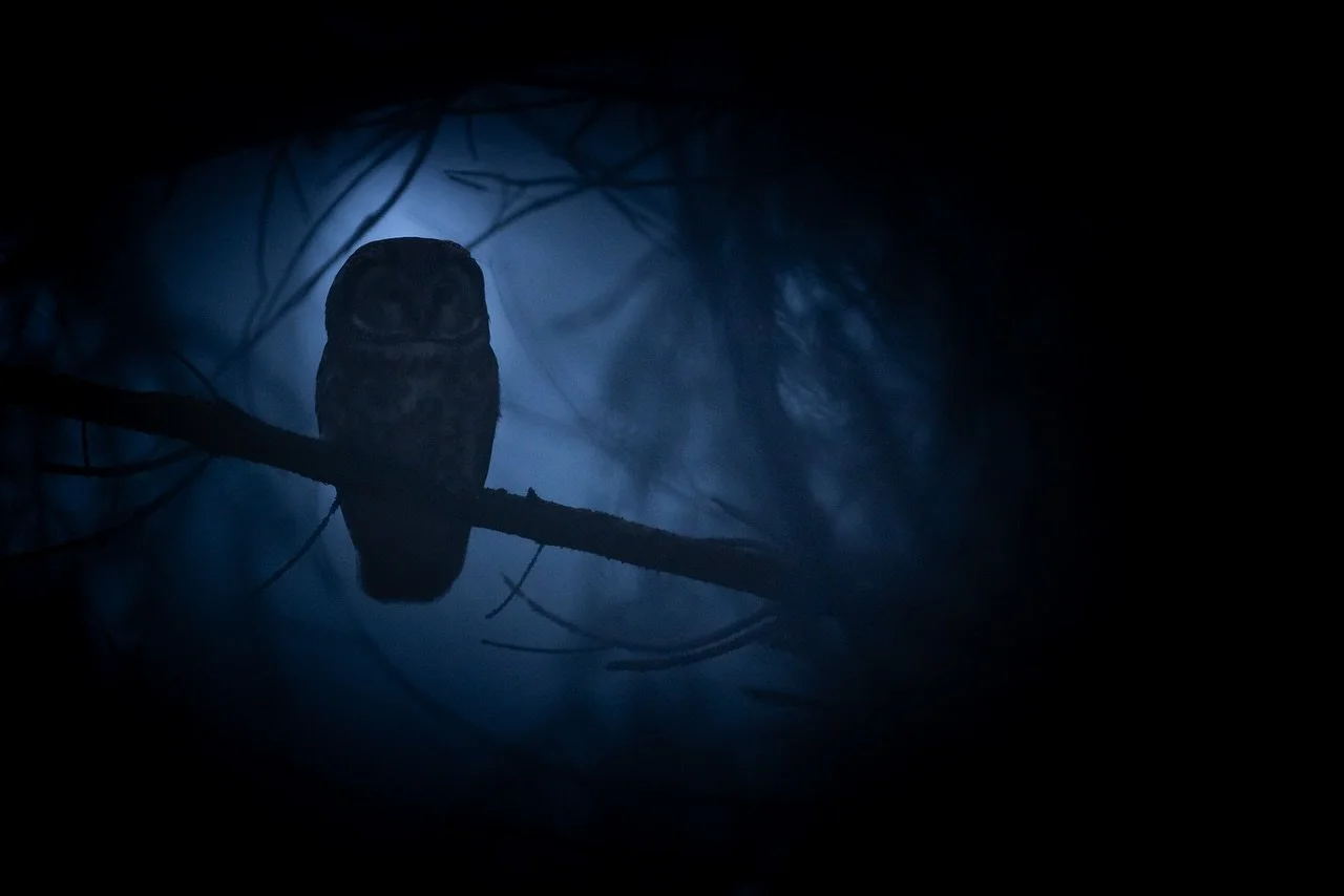 Happy Halloween
von den Geistern des Waldes. 😊😃👻

#happyhalloween #halloween #nighte #ghost #owl #eule #fotografie