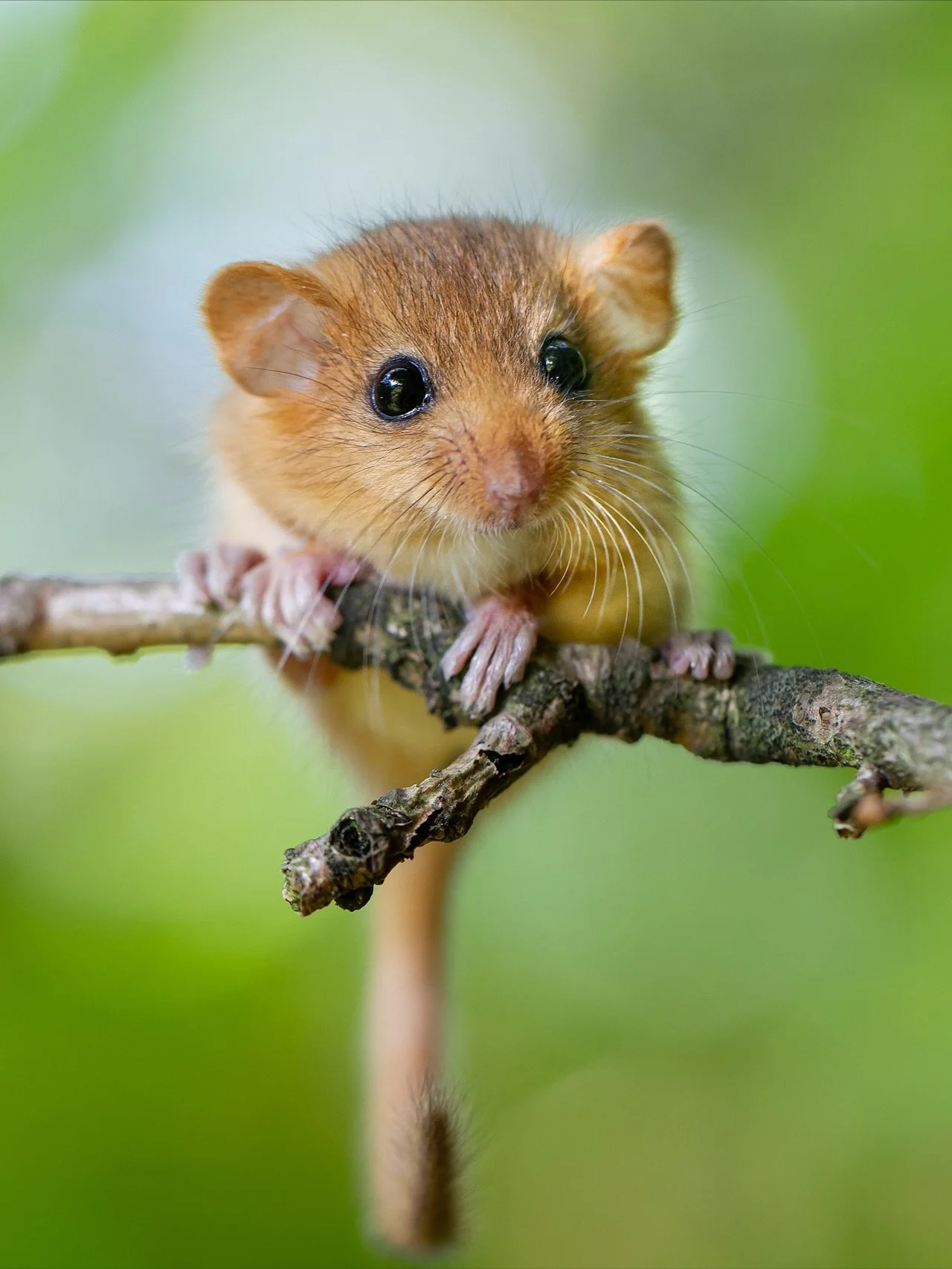 S&uuml;&szlig;e Tiere aus der heimischen Natur. Welche Tierarten findet ihr am s&uuml;&szlig;esten? 😊

#cute #cuteanimals #wildlifephotography #nature #baby