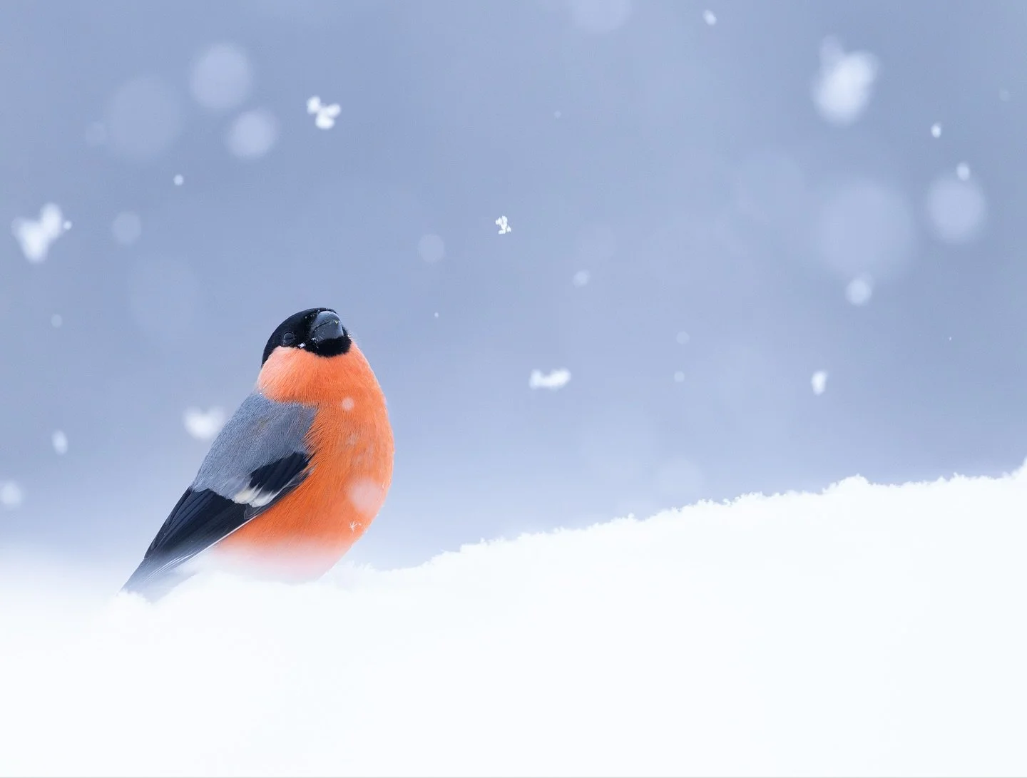 Es wird immer k&auml;lter und der erste Schnee ist zumindest in den Bergen schon gefallen. Auch in meinem Kalender findet ihr unter anderem den winterlichen Gimpel als Motiv. Schreibt mir eine Pn, wenn ihr einen bestellen wollt. :)

#schnee #natur #w