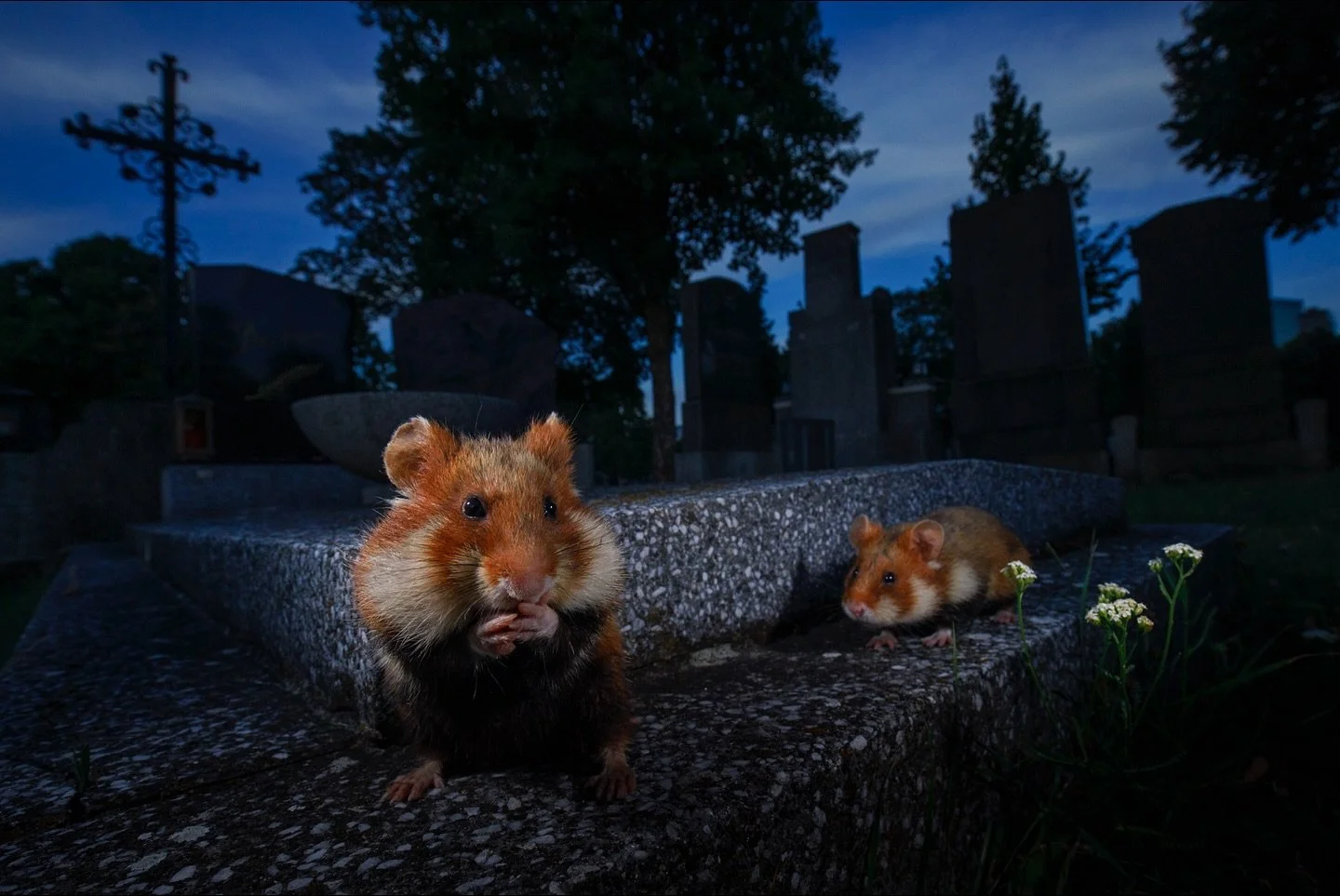 Tierfotografie in der Stadt bzw dem urbanen Umfeld ist immer wieder spannend! Mit vielen Tierarten habe ich mich besch&auml;ftigt und fast alle k&ouml;nnen wir auch in unserer N&auml;he ablichten. Mit dem gro&szlig;en Vorteil, dass sie den Menschen k