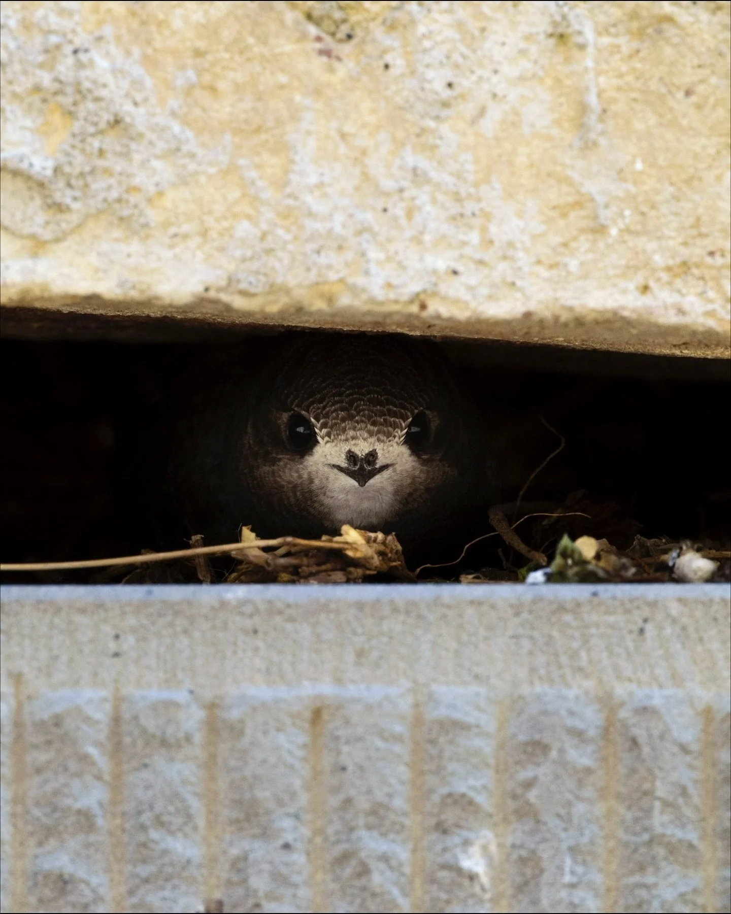 Im Sommerurlaub hatten wir das Gl&uuml;ck, dass Mauersegler gegen&uuml;ber von unserer Unterkunft auf Augenh&ouml;he genistet haben und die K&uuml;ken sich immer wieder zeigten. Dabei sa&szlig;en wir am K&uuml;chentisch und haben aus der offenen Haus