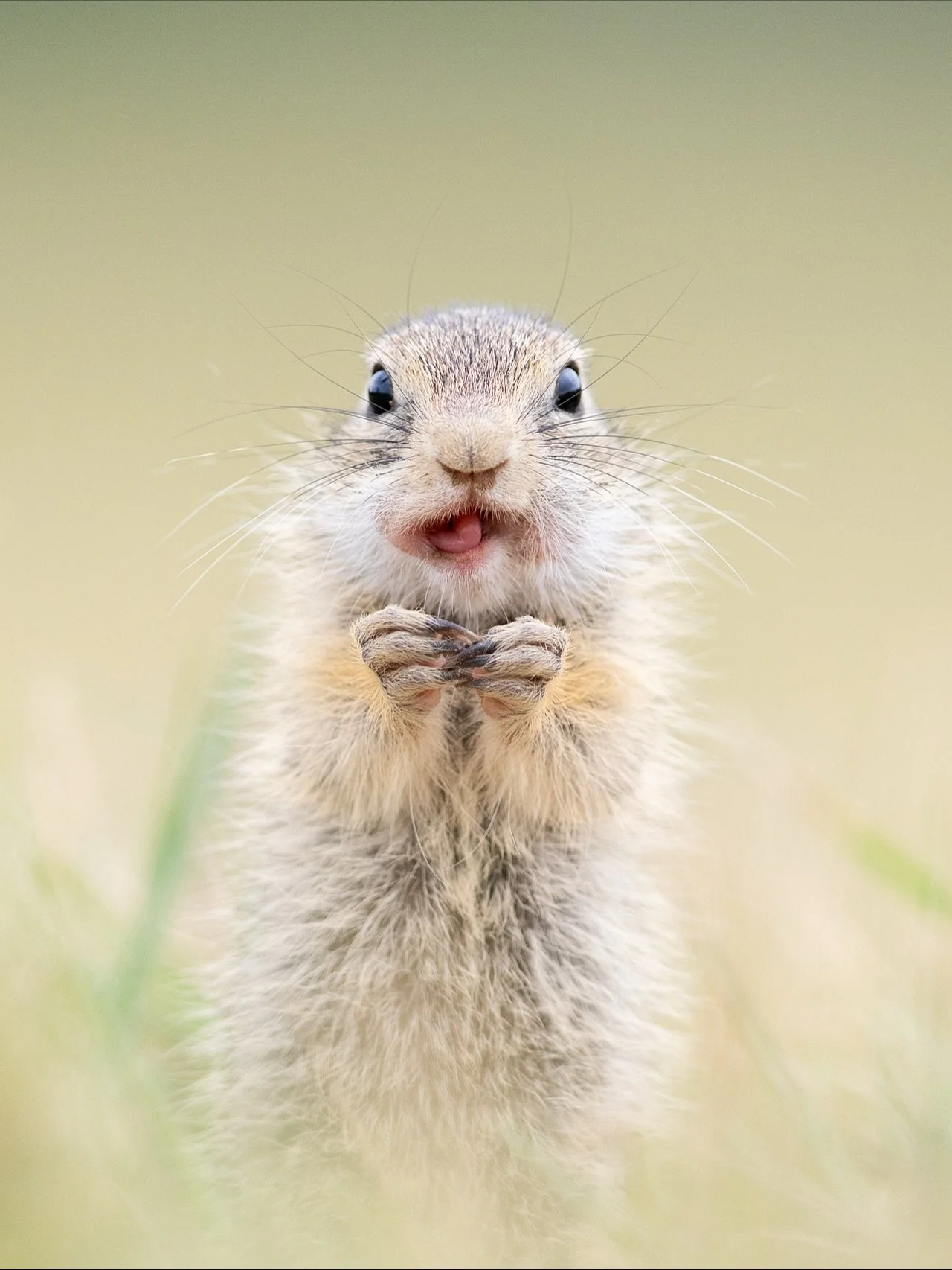 S&uuml;&szlig;e Tierkinder aus der ganzen Welt 😍
Bei wem bekommt ihr einen Zuckerschock?

#cute #baby #cuteanimals #wildlifephotography #nature #birds