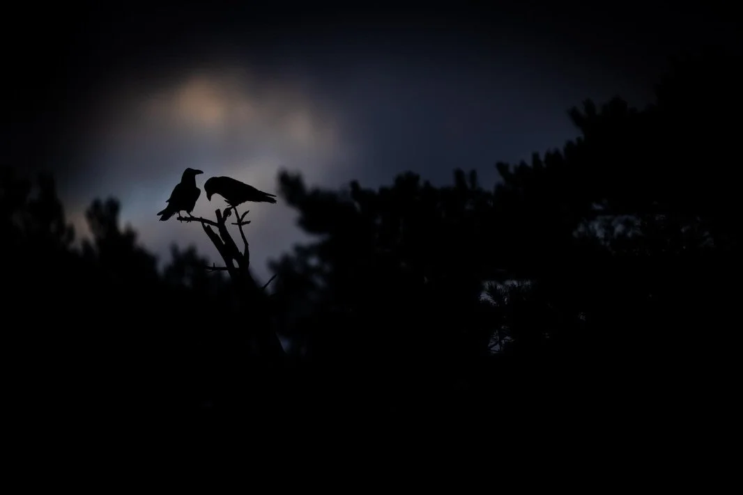 Auch dunkle Bilder haben ihren Reiz. Um ehrlich zu sein, mag ich sie sogar ganz besonders. Sie strahlen etwas mystisches aus. 😊

#black #fotografie #wildlifephotography #natur #bokeh