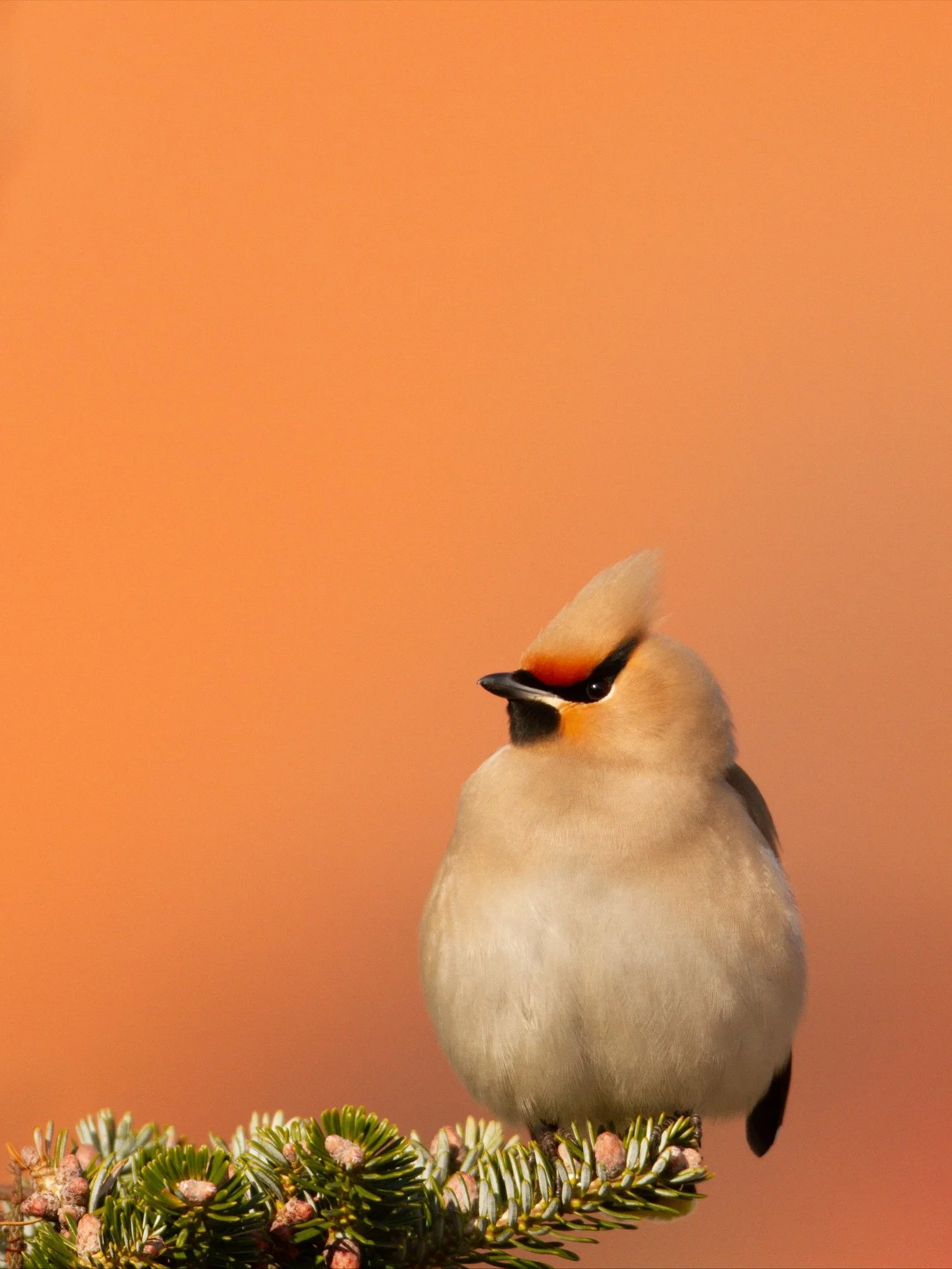 Der Seidenschwanz ist ein regelm&auml;&szlig;iger Wintergast bei uns in Mitteleuropa und deswegen hat er auch ein Kapitel in meinem aktuellen Buch bekommen. Habt ihr diese sch&ouml;nen V&ouml;gel schon einmal gesehen?

#wildlifephotography #fotografi