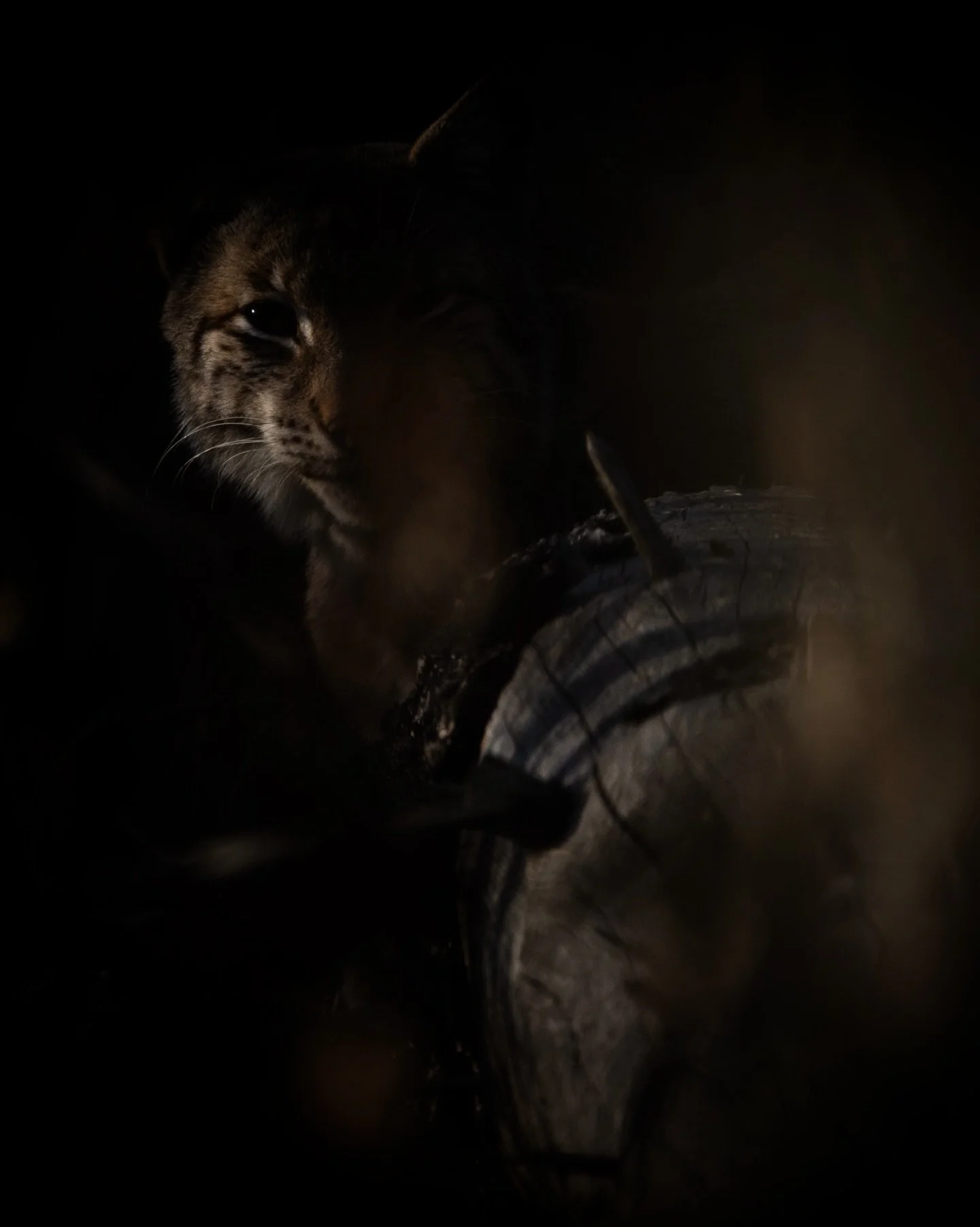 In diesem Jahr sind einige Bilder zum Thema Luchs entstanden. Ich freue mich, wenn ich euch dann endlich die ganze Serie pr&auml;sentieren kann 😊

#luchs #lynx #harz #wildlife #wildlifephotography