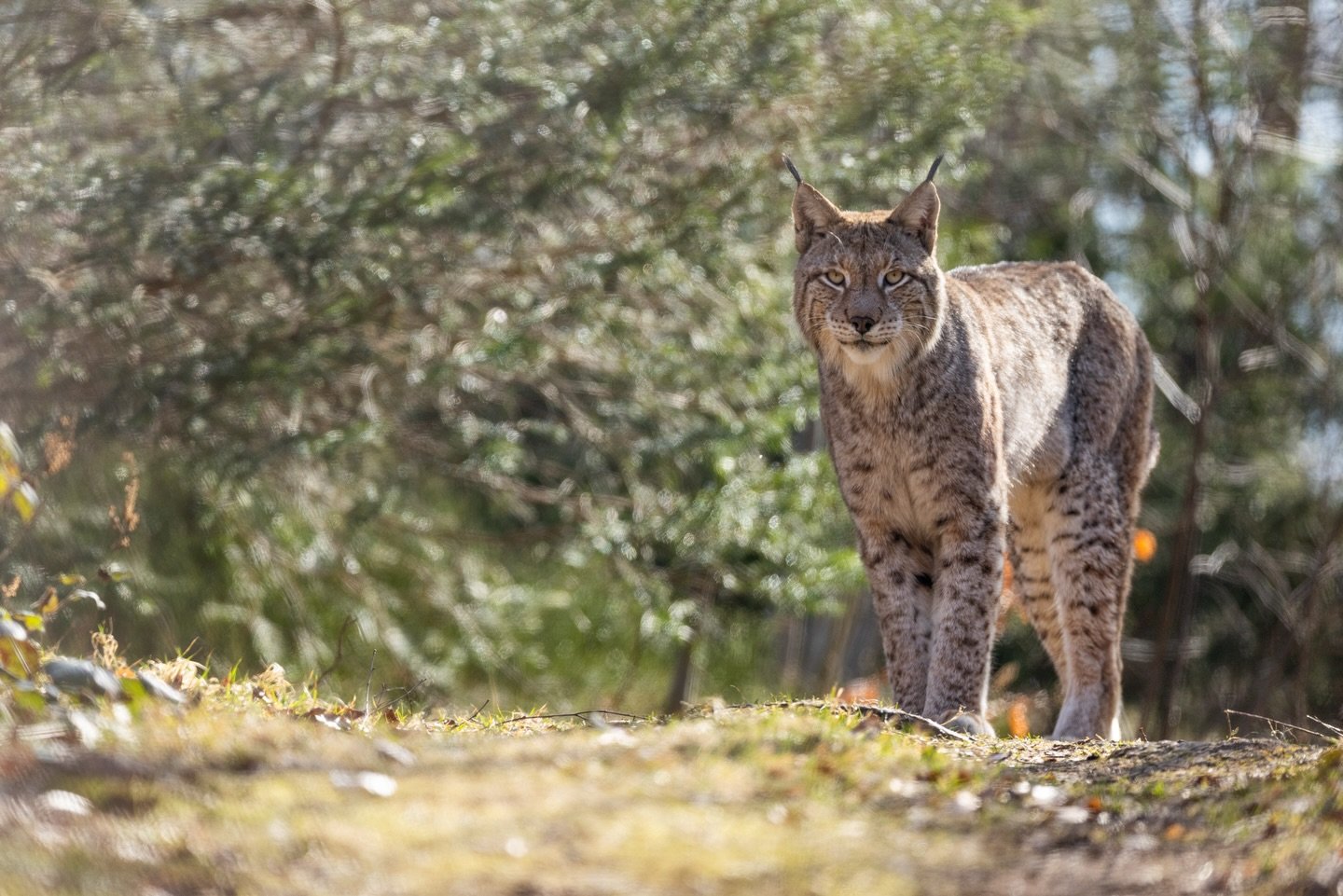 Eine der sch&ouml;nsten Begegnungen mit einem wilden Luchs, aber beim schlechtesten Licht 😃 #luchs #harz #fotografie
