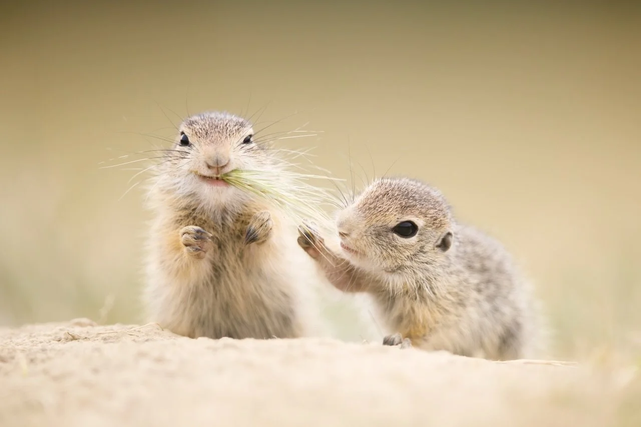Ich w&uuml;nsche euch einen sch&ouml;nen vierten Advent. 😊

#cute #cuteanimals #fotografie #christmas #christmastime
