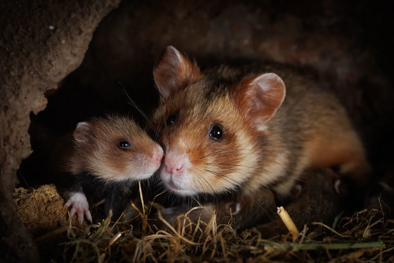 Frohe Weihnachten 😊
Heute haben wir ein besonderes Geschenk f&uuml;r euch! Ein Film &uuml;ber den Feldhamster in Deutschland, seine Nachzucht, Schutzma&szlig;nahmen und vieles mehr. Um 17:00Uhr geht es los!
