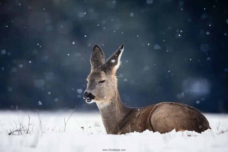 Ich kann es kaum erwarten, bis auch bei mir in den Niederungen endlich der erste Schnee f&auml;llt. :) W&uuml;nsche euch einen gelungenen Start in das neue Jahr! 😊

#schnee #fotografie #natur #wildlife