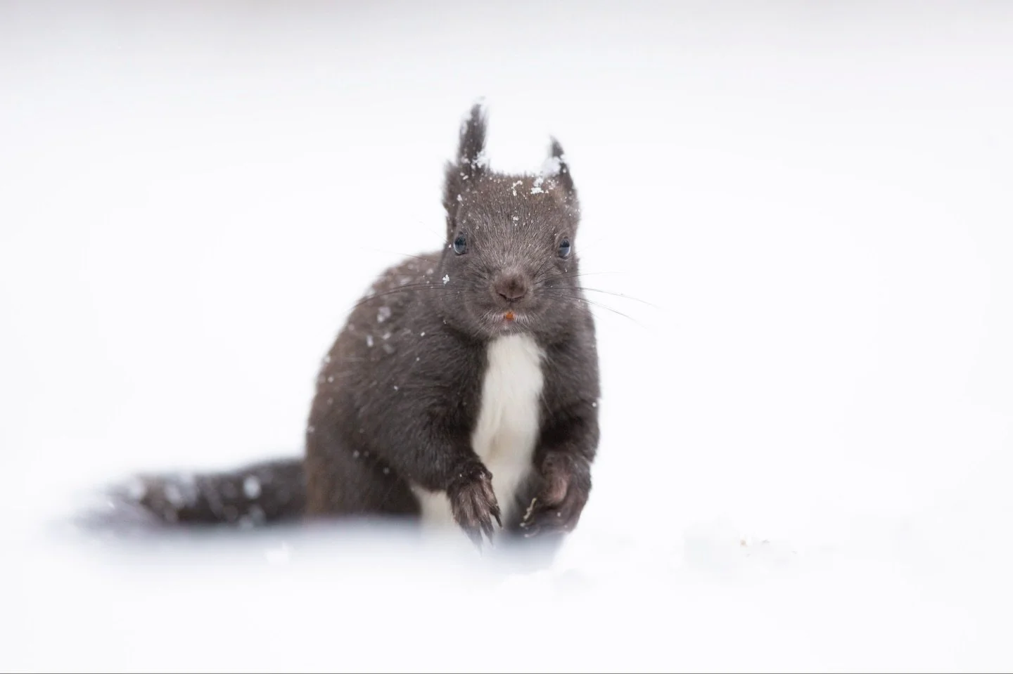 Gef&uuml;hlt liegt &uuml;berall Schnee, nur nicht hier bei mir im Rhein-Main-Gebiet 😆

#schnee #eichh&ouml;rnchen