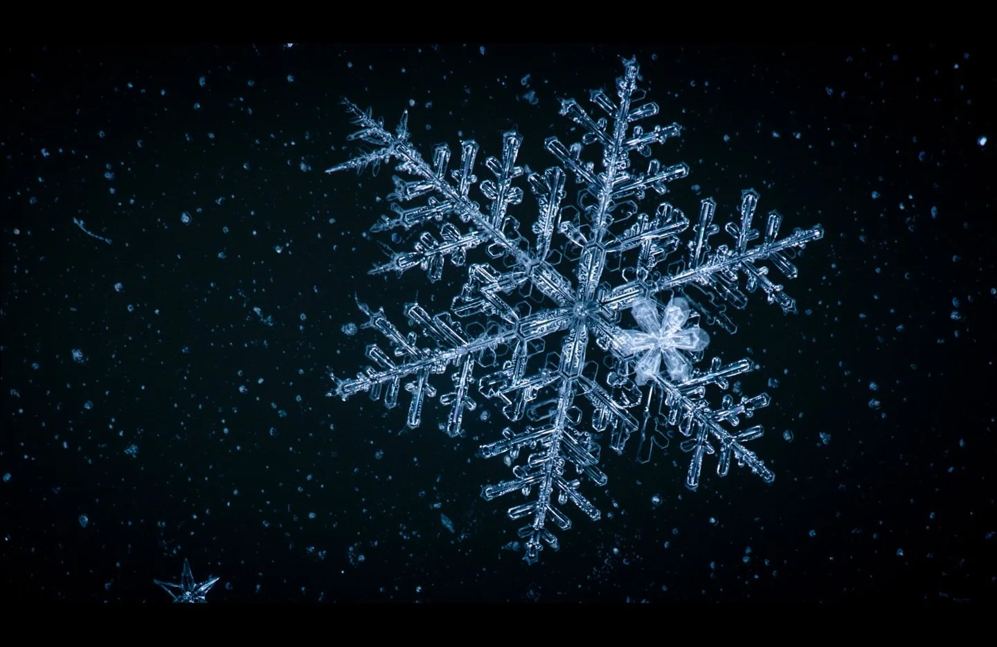 Jeder Schneekristall ist einzigartig!
Es macht immer wieder viel Spa&szlig; sie zu fotografieren. 😊

#schnee #fotografie #macrophotography
