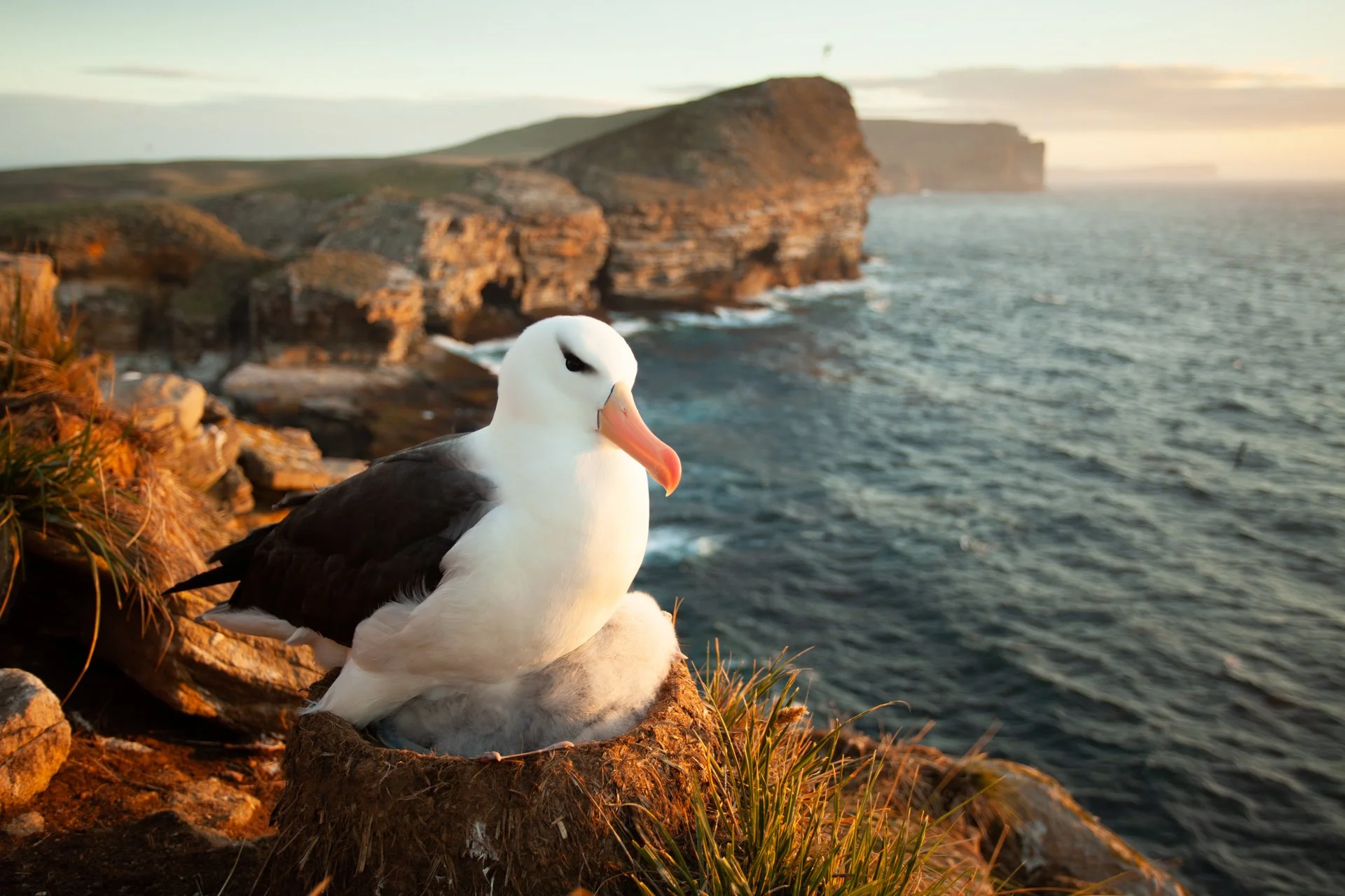 Falklands - Der Weg ans Ende der Welt