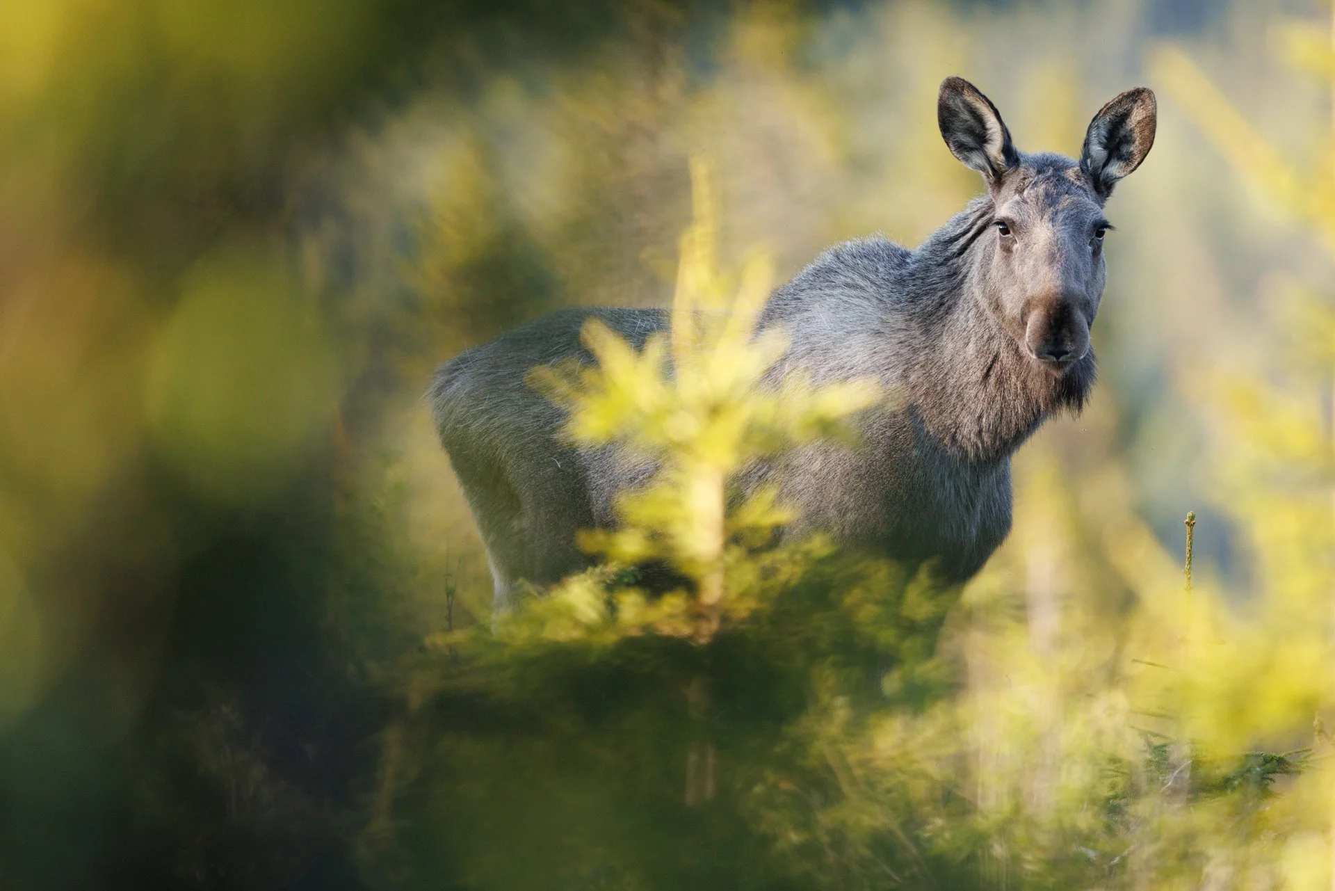 Skandinavien – Die stille Magie des Nordens