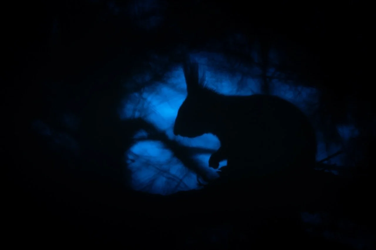 Wenn die K&auml;lte kommt, zeigen Tiere ihre erstaunlichen &Uuml;berlebensstrategien &ndash; von Vorr&auml;ten sammeln bis lautlos jagen. 🦉#fotografie #eule #eichh&ouml;rnchen