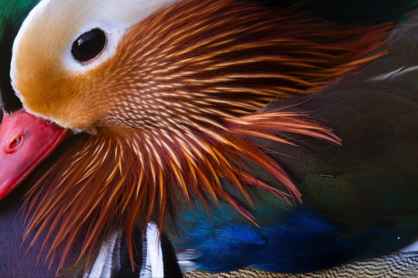 Beim heutigen Fotoworkshop drehte sich alles um diese sch&ouml;ne Entenart: die Mandarinente. 
Habt ihr sie auch schon einmal fotografieren k&ouml;nnen?

#fotografie #wildlifephotography #nature