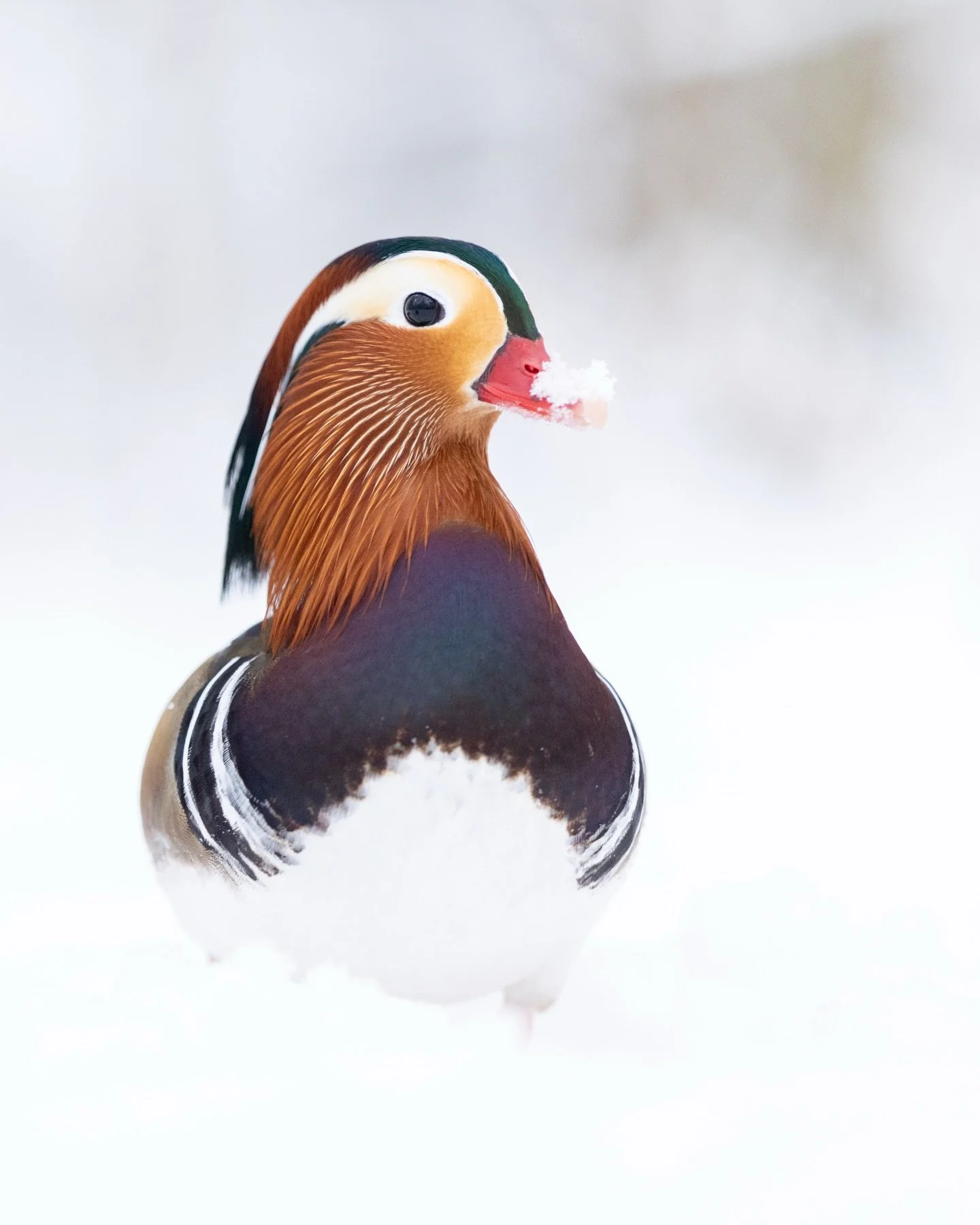 Enten im Schnee, ein ganz besonderes Motiv! 😊
Welche Motive habt ihr im Schnee fotografiert?

#fotografie #wildlifephotography #wildlife #photography #nature