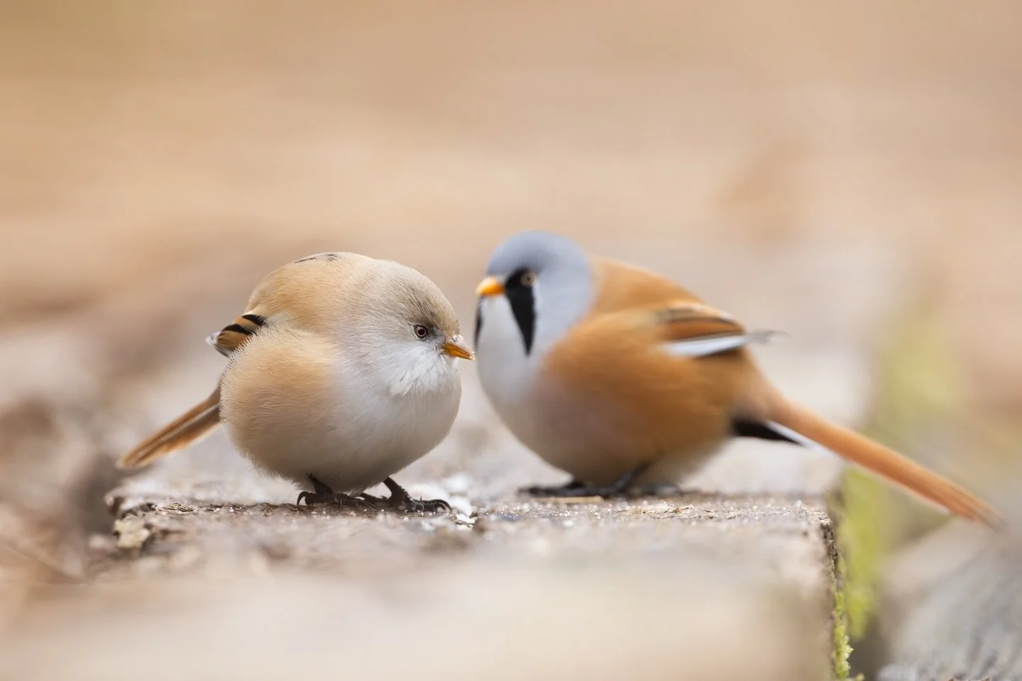 Bartmeisen geh&ouml;ren zu den sch&ouml;nsten V&ouml;geln unserer heimischen Avifauna. In ausgedehnten Schilfgebieten kann man sie h&auml;ufiger h&ouml;ren und ab und zu auch sehen. 😀

#bartmeise #wildlifephotography #fotografie #wildlife