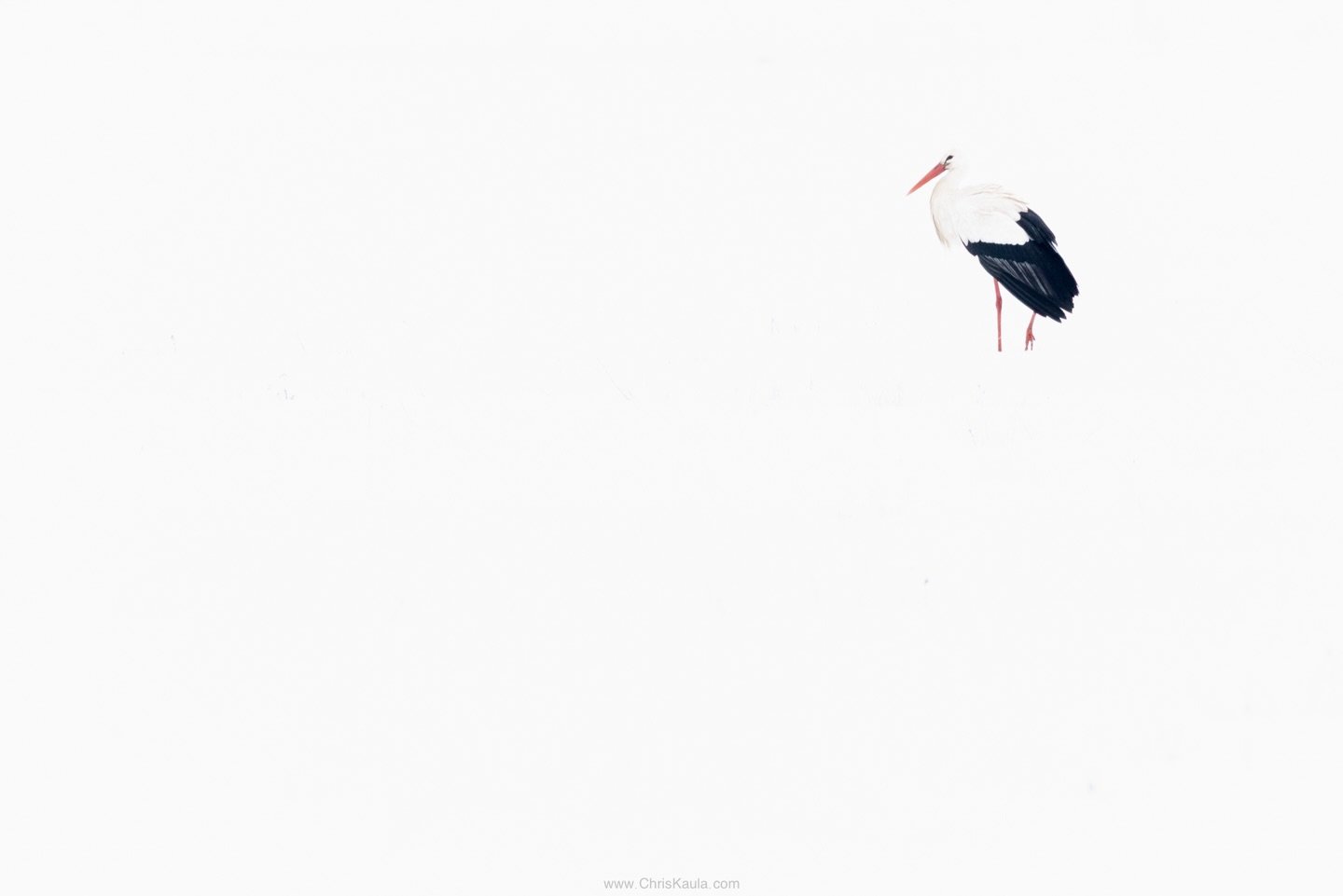 Ein weiteres minimalistisches Bild, passend zum letzten Reel. :)

#schnee #fotografie #wildlife #natur