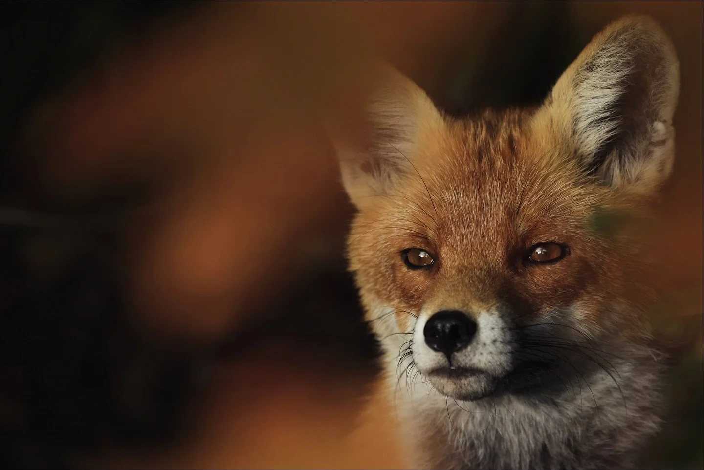 F&uuml;chse sind einfach ganz tolle Tiere und zu jeder Jahreszeit ein Motiv. :)

#fuchs #fotografie #wildlifephotography