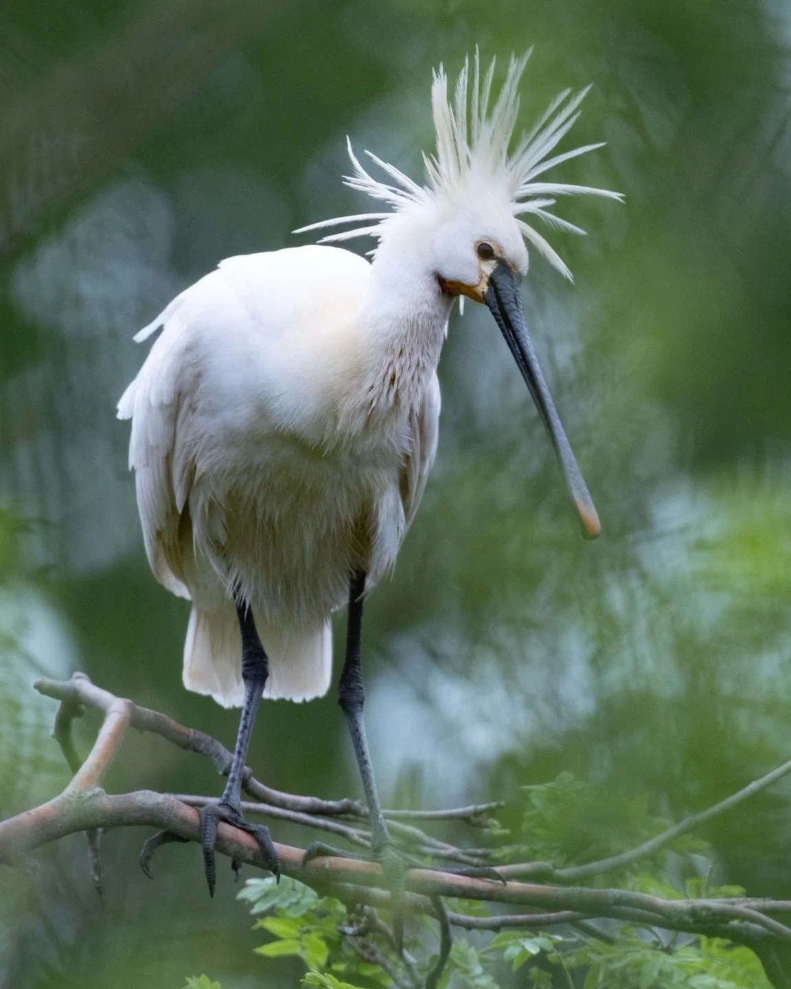 Kennt ihr schon den L&ouml;ffler? 
Den Namen verdankt er seinem Schnabel, den er durch das Wasser schwenkt, um Nahrung zu erbeuten. 

#l&ouml;ffler #fotografie #meer