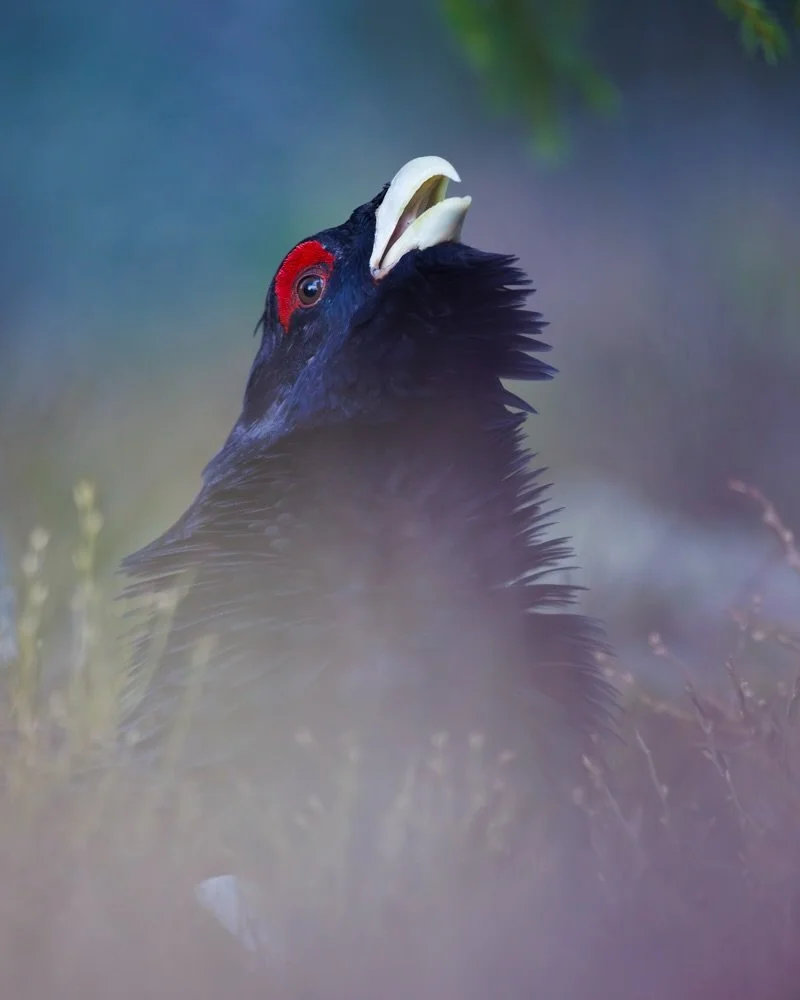 Ich durfte mich als Naturfotograf &amp; Filmer schon intensiv mit der Sch&ouml;nheit unserer wilden Natur besch&auml;ftigen, umso mehr begeistert mich der neue Film &bdquo;Das Fl&uuml;stern der W&auml;lder&ldquo; von @vincent_munier_photographer 😊

