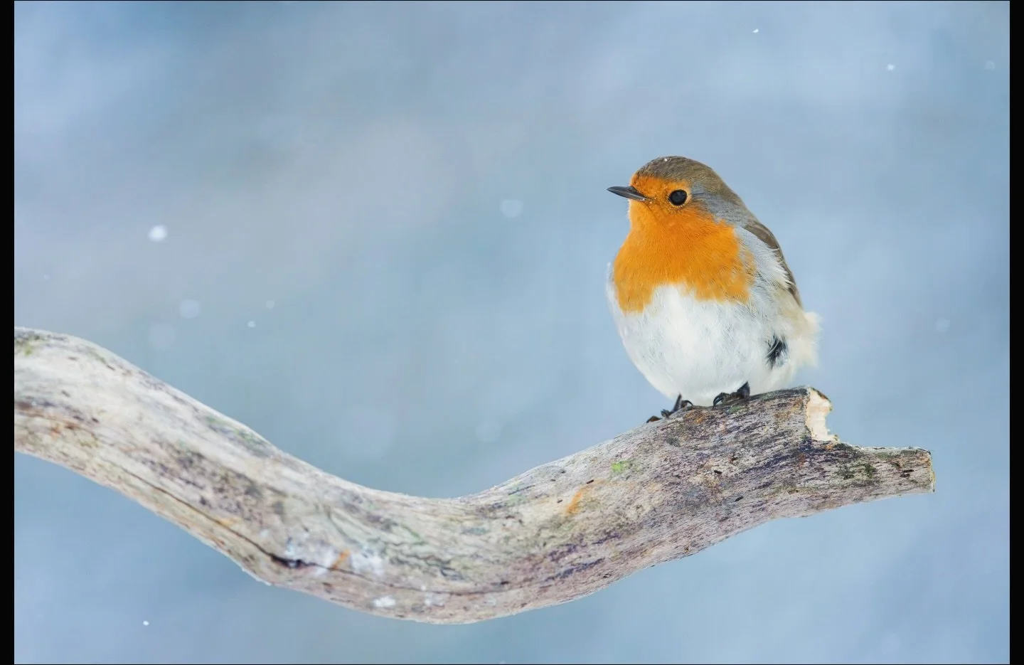Rotkehlchen im Schnee sind immer eine Augenweide. :)

#rotkehlchen #fotografie #wildlife