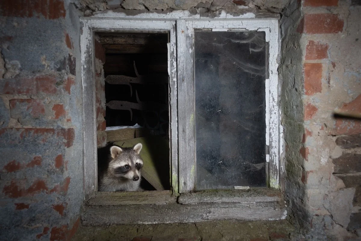 Ein erstes Bild von den Waschb&auml;ren, die ich aktuell mit der Kamerafalle begleite. Der Fokus passt noch nicht und es ist sehr viel Ausschuss dabei. Aber der Weg ist das Ziel :)

#waschb&auml;r #fotografie #wildlifephotography