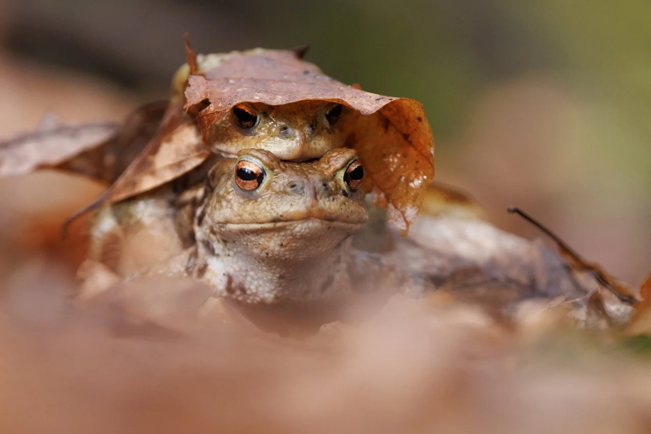 Die Amphibien wandern wieder, passt also bitte auf im Stra&szlig;enverkehr und auch als Fu&szlig;g&auml;nger. Am h&auml;ufigsten kann man jetzt Erdkr&ouml;ten und Grasfr&ouml;sche bestaunen. Welche Amphibien habt ihr dieses Jahr schon gesehen?

#foto