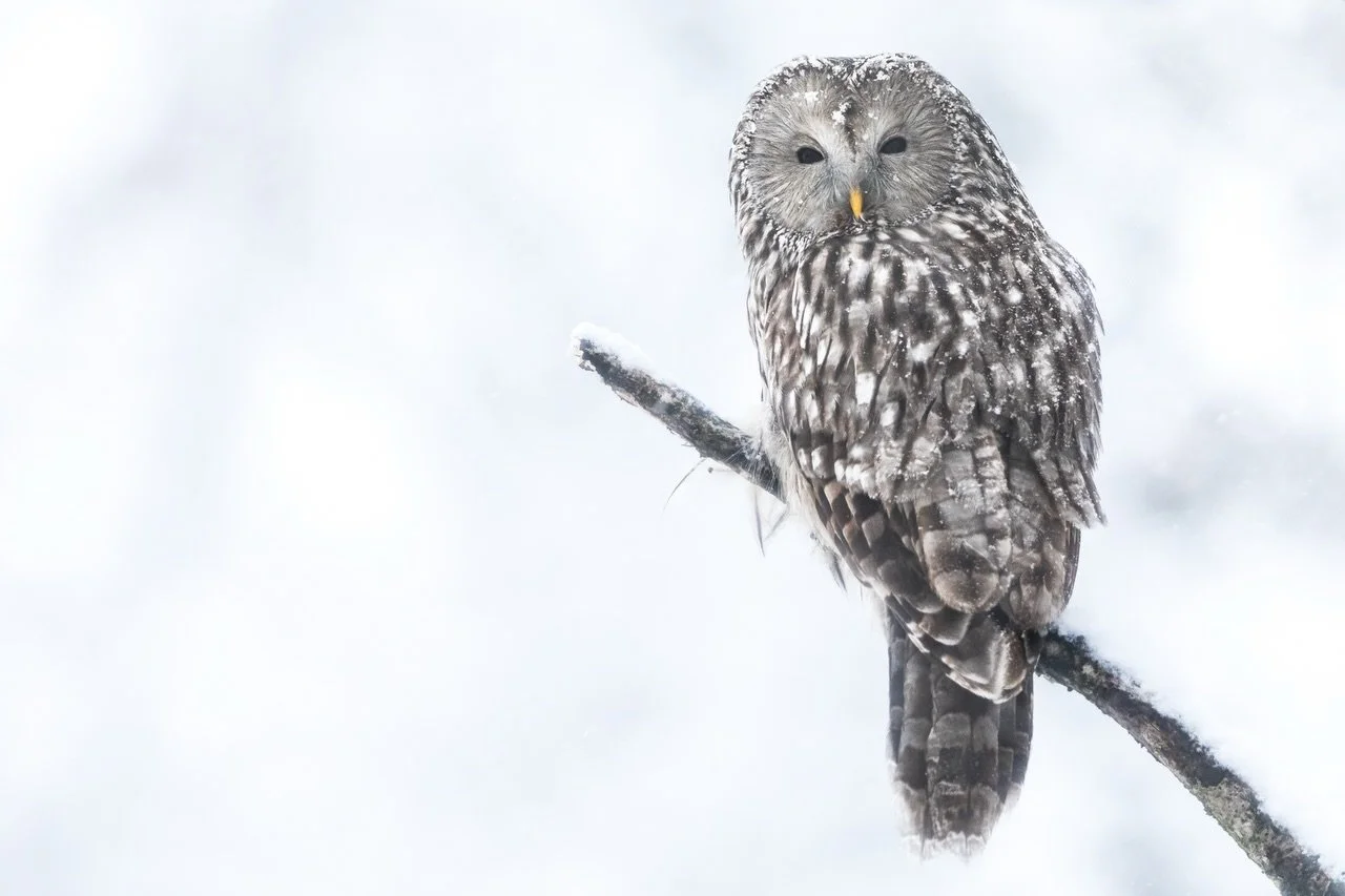 Der Habichtskauz ist die seltenste Eule Deutschlands und wird aktuell im Steigerwald und dem Bayerischen Wald ausgewildert und angesiedelt. :)

#eule #habichtskauz #fotografie #wildlifephotography