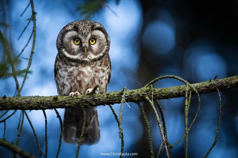 Die sch&ouml;nste Tierbegegnung der letzten Woche. Ein einsamer Raufu&szlig;kauz, der auch tags&uuml;ber nach einem Weibchen gesungen hat. Im Laufe der Woche hat er sich allerdings verpaart. :)

#raufu&szlig;kauz #eule #fotografie #owl wildlifephotog