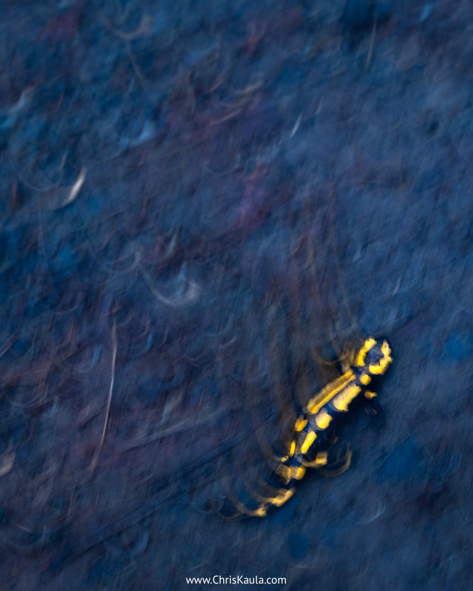 Die Feuersalamander sind schon etwas l&auml;nger auf Wanderschaft und setzen ihre Larven ab. Doch der Weg ist oft gef&auml;hrlich, dazu aber bald mehr. 

#feuersalamander #fotografie #wildlifephotography #harz #taunus
