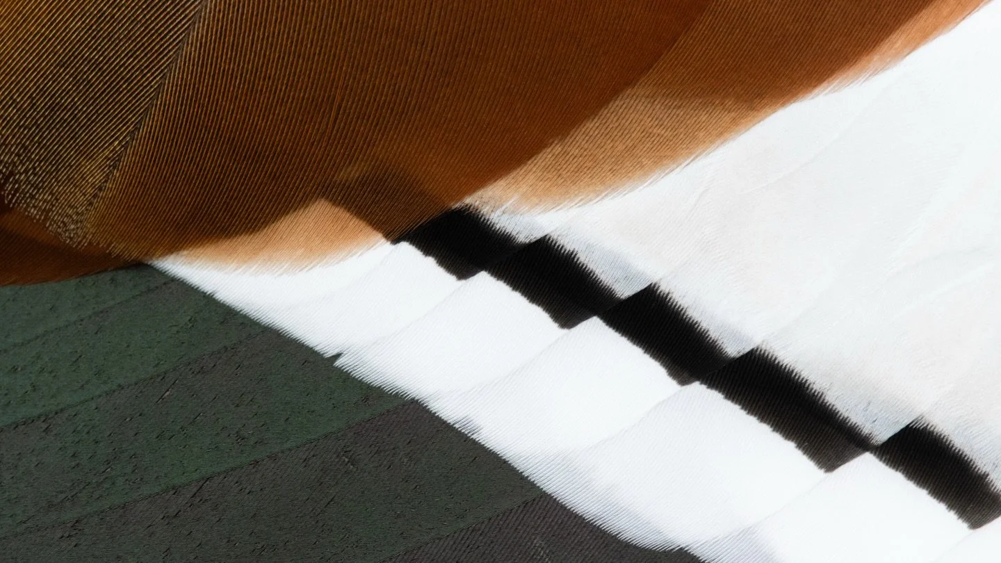 Zu welchem Vogel geh&ouml;rt denn dieses Gafiederdetail? 😊

#fotografie #wildlife #birds #birding