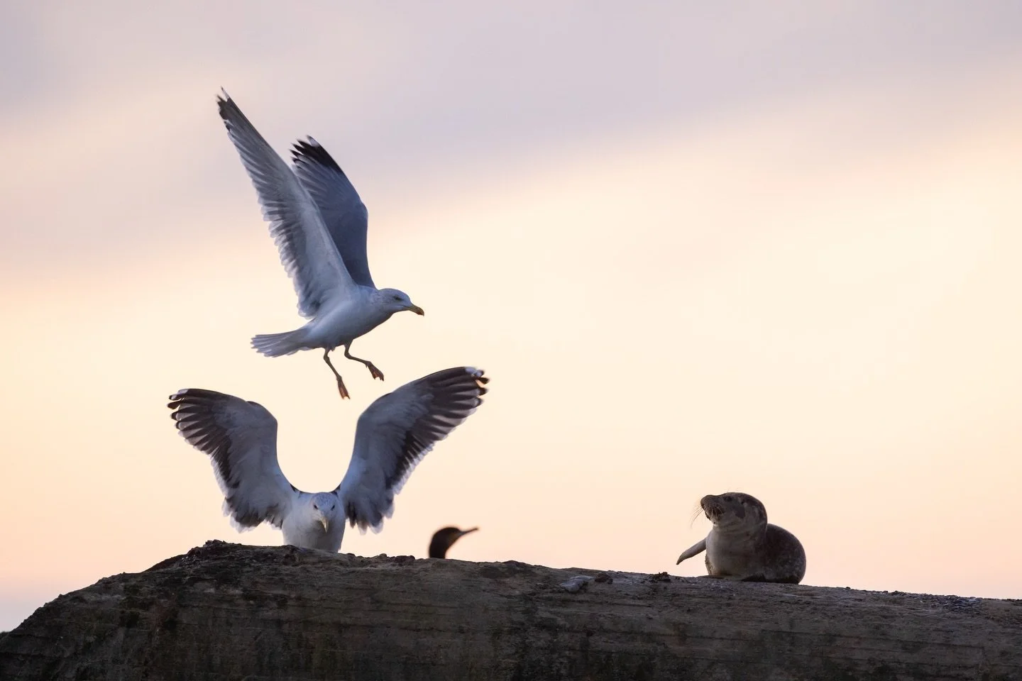 Wer h&auml;tte gedacht, dass Seehunde so klein sind? 😀

#seehund #ostsee #nordsee #fotografie