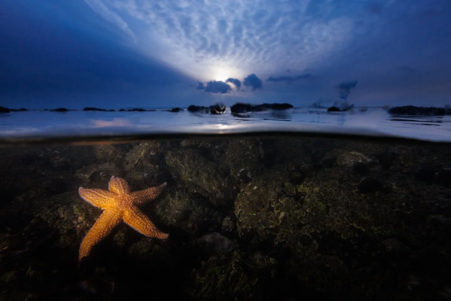 Die vielen Seesterne von heute haben mich an die tolle Tour mit @naturfoto_pump erinnert. Damals haben wir einige Aufnahmen &uuml;ber und unter dem Wasser von ihnen gemacht. Es ist sogar ein ganzes Kapitel in einem meiner B&uuml;cher &uuml;ber sie en