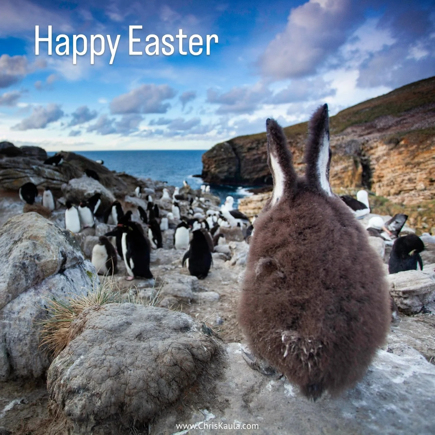 Frohe Ostern w&uuml;nsche ich euch 😊
Genie&szlig;t den Tag mit euren Liebsten!

#happyeaster #ostern #penguin #wildlifephotography #photography