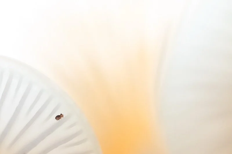 Klein, aber unverzichtbar: der Kugelspringer 

Verborgen zwischen Bl&auml;ttern, unter Rinde und im feuchten Boden ist er unerm&uuml;dlich unterwegs auf der Suche nach Pilzen, Bakterien und Pflanzenresten. Dabei leistet er Gro&szlig;es: Er setzt N&au