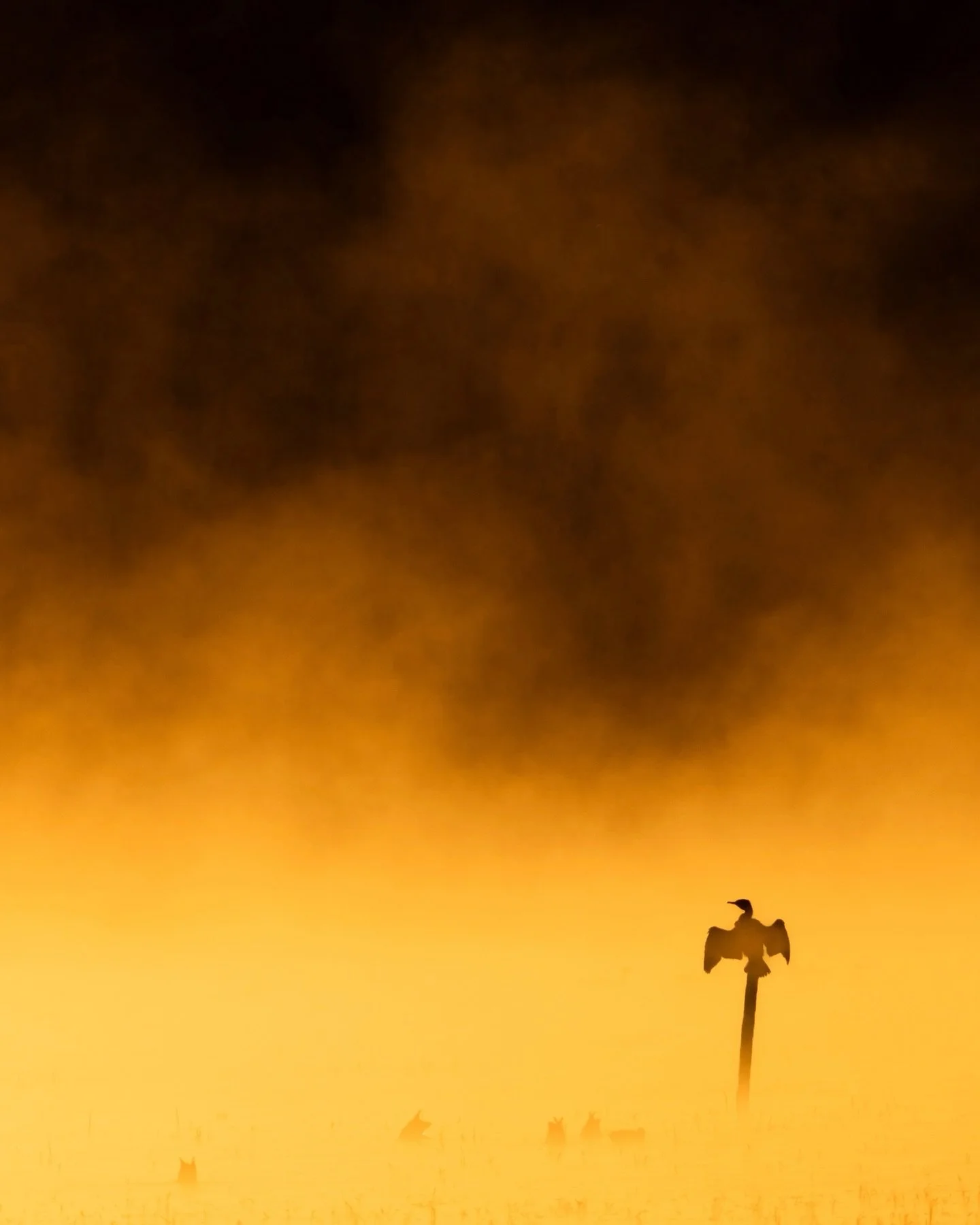 Ein magischer Morgen in der Aue. 

#sunrise #fotografie #natur #wildlife #wildlifephotography