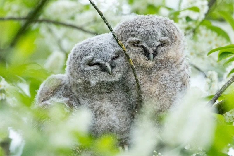 Drei Kobolde aus dem Stadtpark und ausgewachsene Waldk&auml;uze. Die K&uuml;kenzeit beginnt. :)

#waldkauz #owl #garten #wildlifephotography