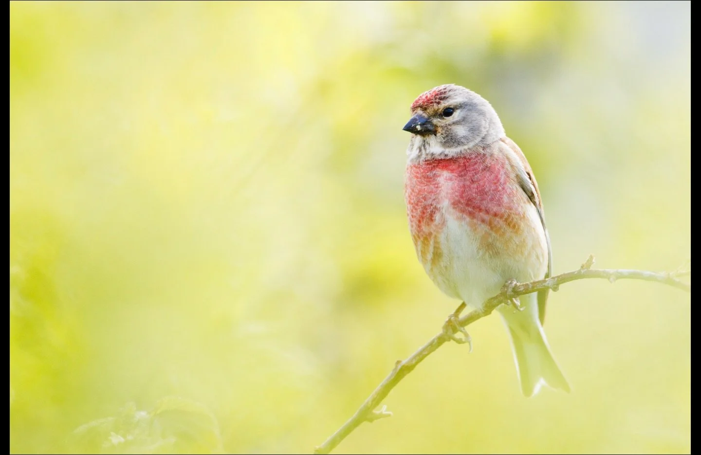 K&ouml;nnt ihr alle V&ouml;gel im Post erkennen? Schreibt eure Bestimmung gerne in die Kommentare. Wenn ihr noch mehr &uuml;ber die heimische Vogelwelt lernen wollt, dann schaut unbedingt mein neustes Video an. Den Link dazu findet ihr in meiner Bio.